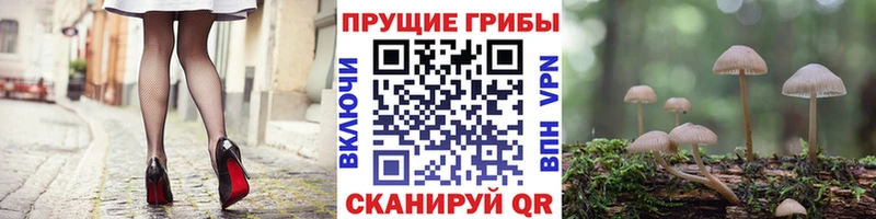 Галлюциногенные грибы Psilocybine cubensis  как найти   Дрезна 